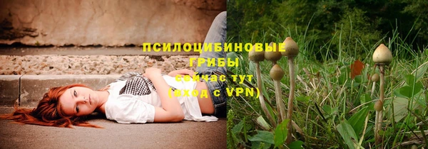 стаф Алзамай