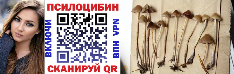OMG tor  Куртамыш  Псилоцибиновые грибы MAGIC MUSHROOMS 